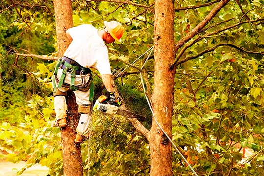 Tree Care Service in Middletown