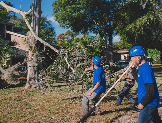 Residential Tree Removal Service in Frederick