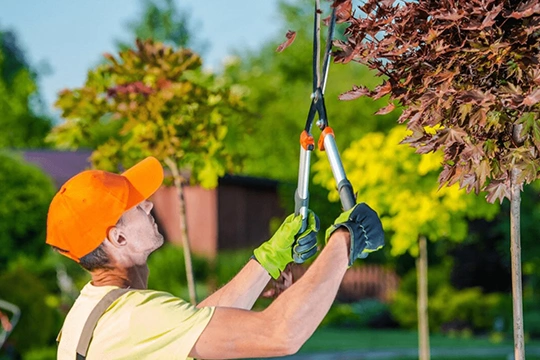 Reliable Tree Care Solutions