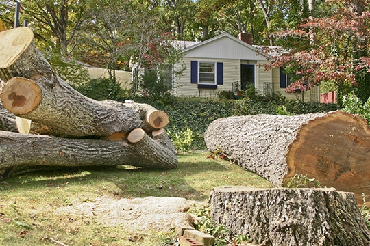 Tree Removal Solutions