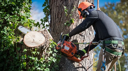 Tree Removal​